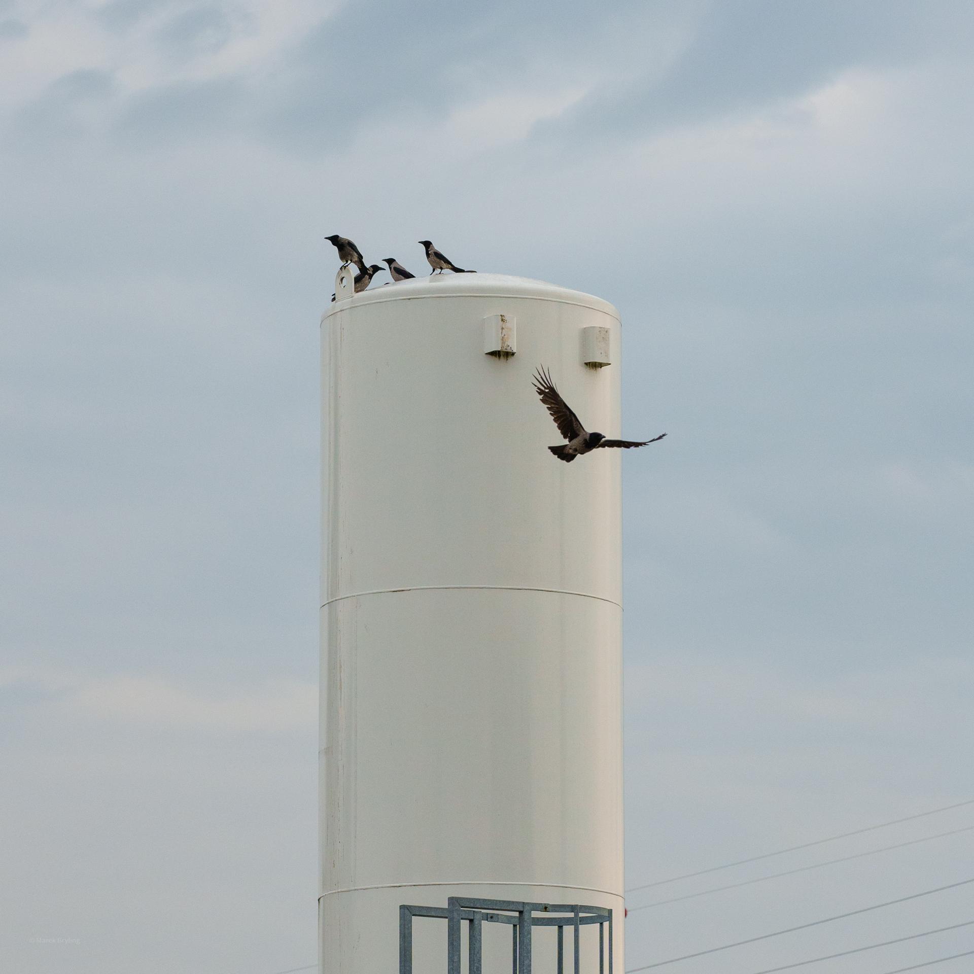 Biały silos z grupą ptaków na szczycie i jednym ptakiem w locie na tle jasnego nieba.