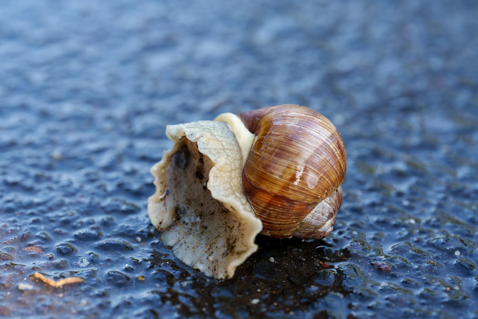 Zbliżenie na ślimaka z brązową skorupą odpoczywającego na mokrej nawierzchni asfaltowej.
