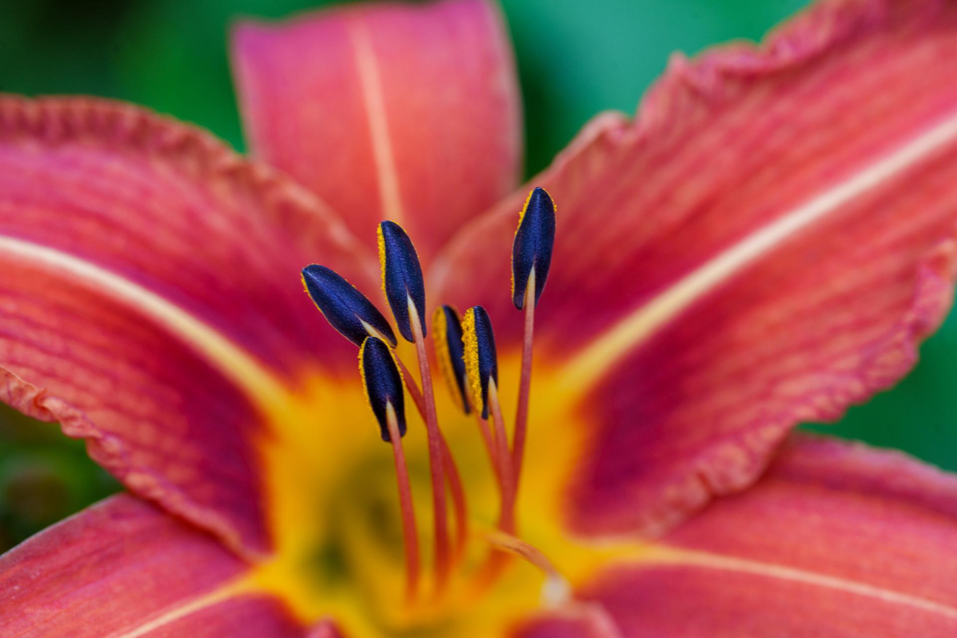 Zbliżenie na piękny różowy liliowiec z żywym żółtym środkiem i wyraźnymi ciemnymi pręcikami.