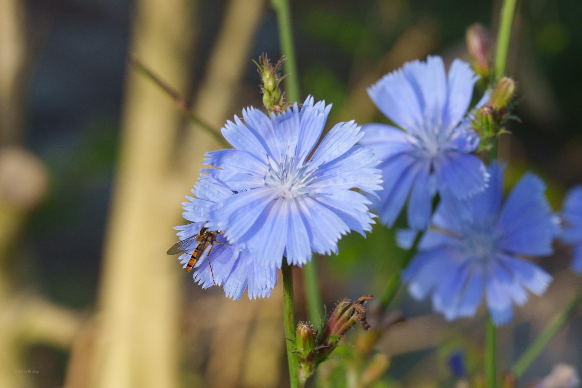 Zbliżenie na błękitne kwiaty cykorii podróżnik w delikatnym świetle letniego poranka, z małymi owadami odpoczywającymi na płatkach.
