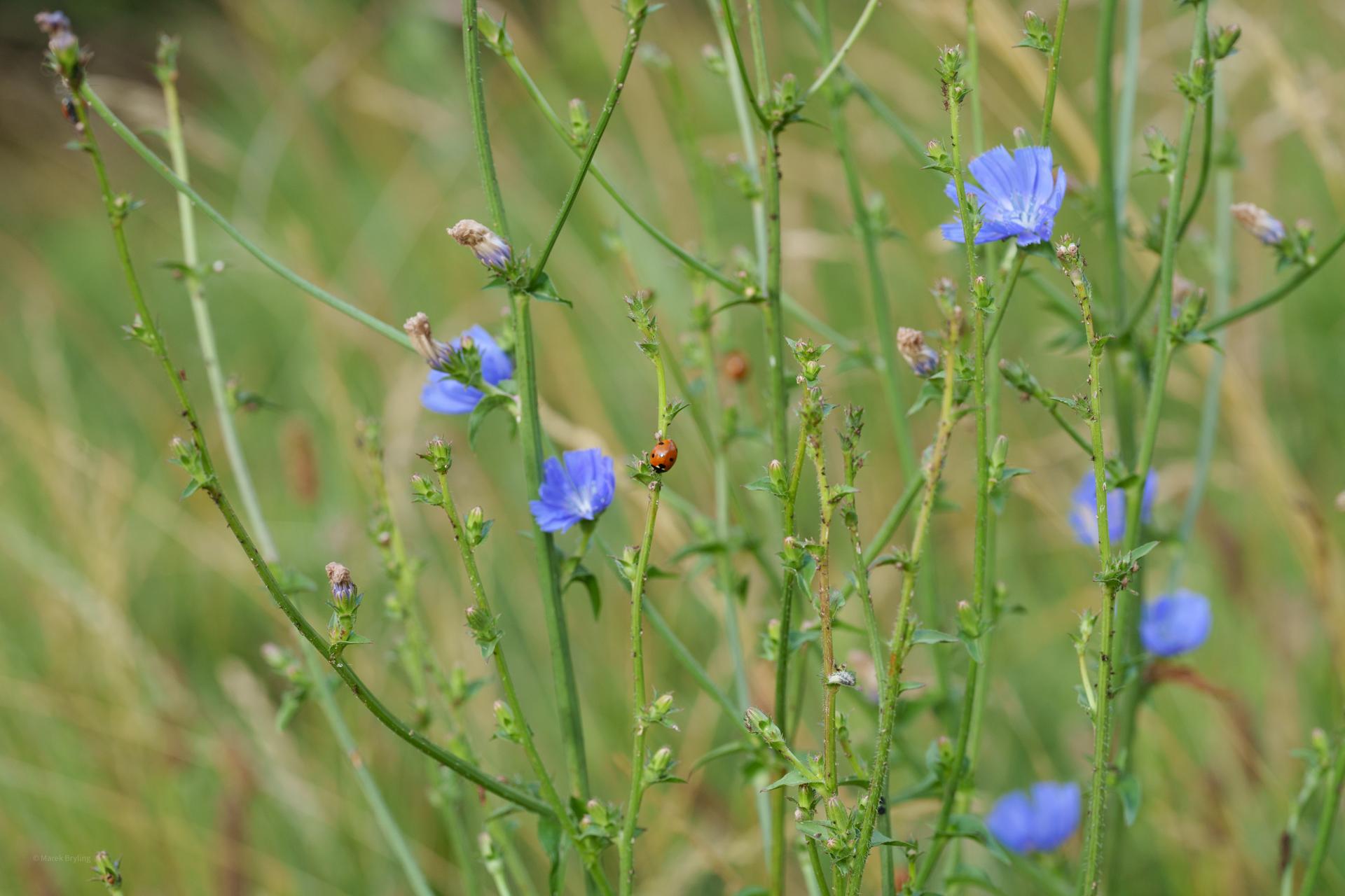 Delikatne, jasnoniebieskie kwiaty cykorii podróżnik rosnące dziko na letniej łące.