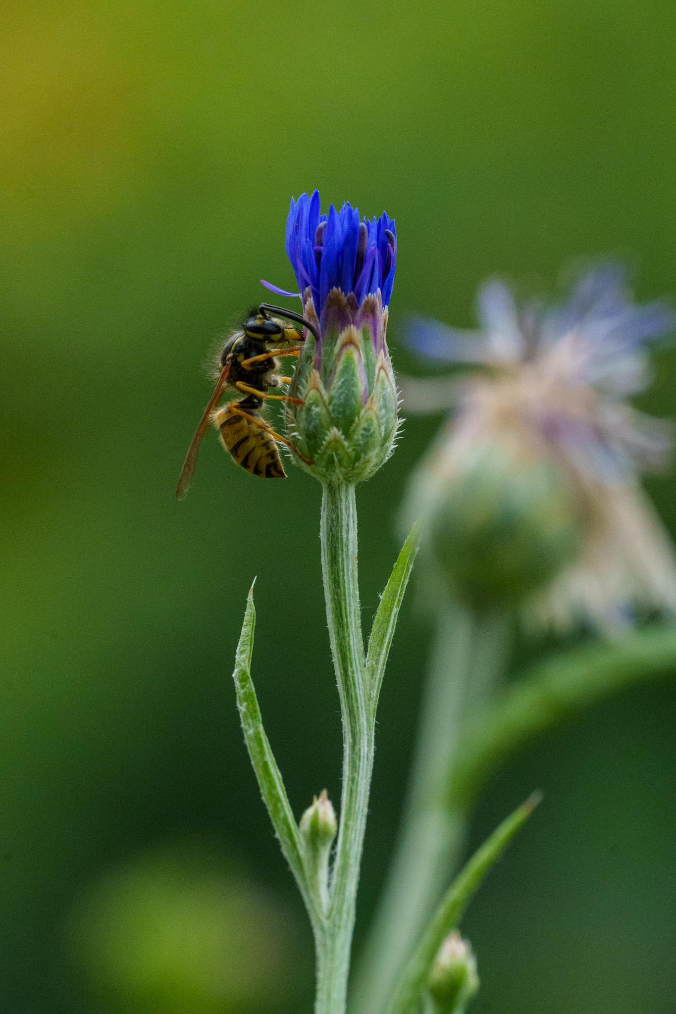 Zbliżenie na pszczołę zbierającą nektar z błękitnego kwiatu chabru na rozmytym, zielonym tle.