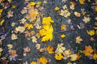 DailyPhoto: /home/marek/Projekty/private/bry/content/images/daily_photo/8ECDF23B-1CF0-4A6D-9E68-9CE2B448CC4C.JPG taken on 2025-10-12 08:51:51