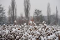 DailyPhoto: /home/marek/Projekty/private/bry/content/images/daily_photo/A7403518.jpg taken on 2023-12-02 09:33:48