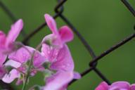 DailyPhoto: /home/marek/Projekty/private/bry/content/images/daily_photo/_A740271.jpg taken on 2024-08-18 05:47:52