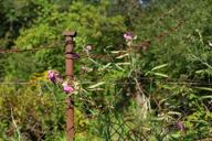 DailyPhoto: /home/marek/Projekty/private/bry/content/images/daily_photo/_A740490.jpg taken on 2024-08-24 08:38:41