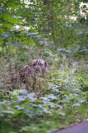 DailyPhoto: /home/marek/Projekty/private/bry/content/images/daily_photo/_A740844.jpg taken on 2024-09-07 06:54:29