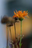 DailyPhoto: /home/marek/Projekty/private/bry/content/images/daily_photo/_A741360.jpg taken on 2024-09-24 08:07:08