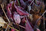 DailyPhoto: /home/marek/Projekty/private/bry/content/images/daily_photo/_A741856.jpg taken on 2024-11-03 08:40:02