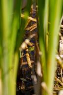 DailyPhoto: /home/marek/Projekty/private/bry/content/images/daily_photo/_A744999.jpg taken on 2025-06-21 12:03:00