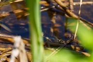 DailyPhoto: /home/marek/Projekty/private/bry/content/images/daily_photo/_A745012.jpg taken on 2025-06-21 12:04:27