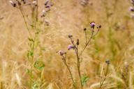 DailyPhoto: /home/marek/Projekty/private/bry/content/images/daily_photo/_A745162.jpg taken on 2025-07-13 10:10:03