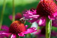 DailyPhoto: /home/marek/Projekty/private/bry/content/images/daily_photo/_A745658.jpg taken on 2025-08-17 15:59:17