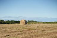 DailyPhoto: /home/marek/Projekty/private/bry/content/images/daily_photo/_A745669.jpg taken on 2025-08-17 17:06:46