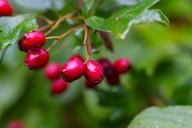 DailyPhoto: /home/marek/Projekty/private/bry/content/images/daily_photo/_A746177.jpg taken on 2025-09-13 09:36:02