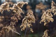 DailyPhoto: /home/marek/Projekty/private/bry/content/images/daily_photo/_A746972.jpg taken on 2024-03-09 08:27:31