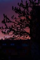 DailyPhoto: /home/marek/Projekty/private/bry/content/images/daily_photo/_A747651.jpg taken on 2024-04-01 05:15:35