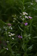 DailyPhoto: /home/marek/Projekty/private/bry/content/images/daily_photo/_A749784.jpg taken on 2024-07-28 06:31:32