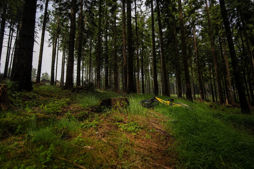 Zdjęcie lasu z leżącym na trawie żółtym rowerem