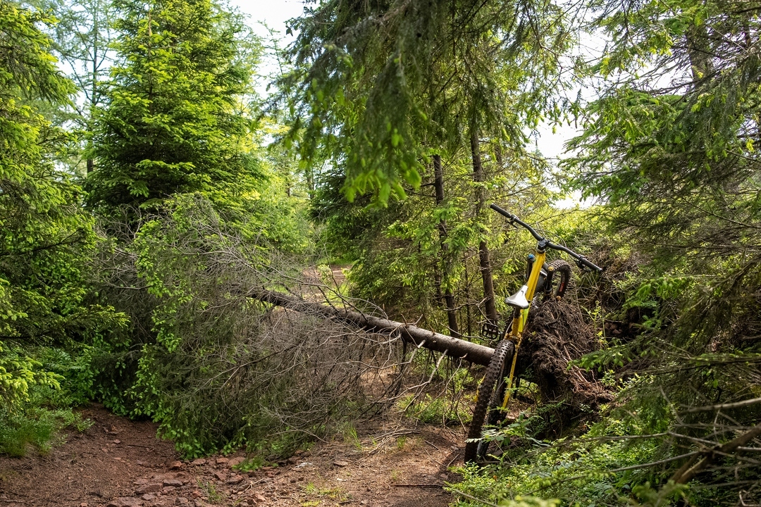 Zdjęcie górskiego szlaku, a na nim przewrócone, wyrwane z korzeniami drzewo. Na nim wisi rower
