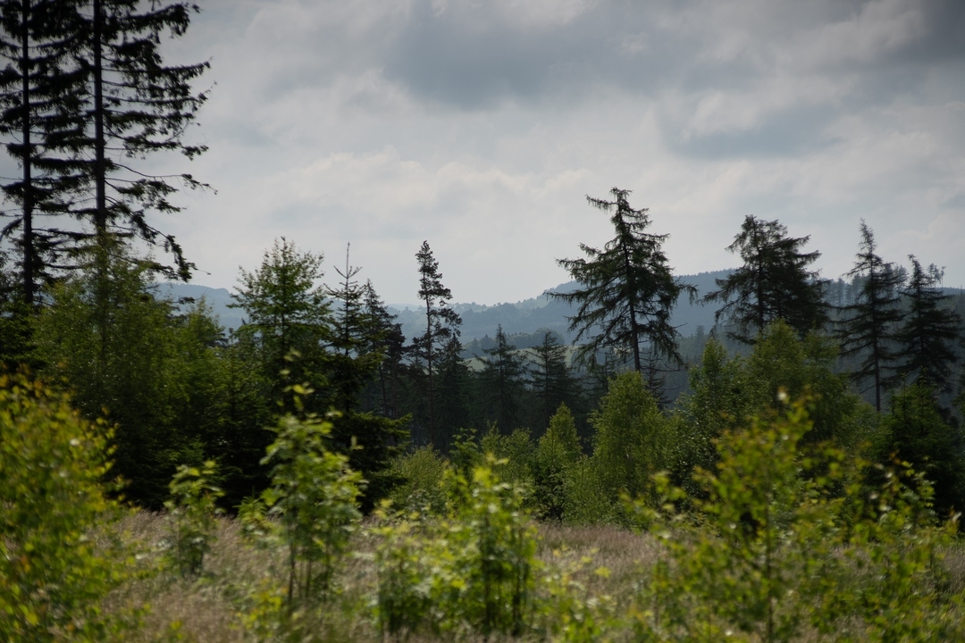 Zdjęcie łączki i młodego lasu. W tle widać większe drzewa a za nimi szczyty gór