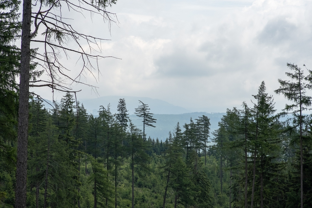 Zdjęcie lasu. W tle widać dwa zbocza gór